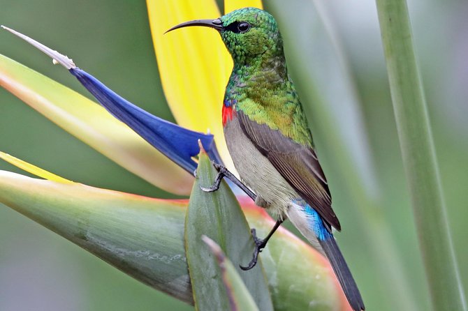 Birdwatching in Cape Town - Starting at Kirstenbosch Gardens at 8:00 a.m.