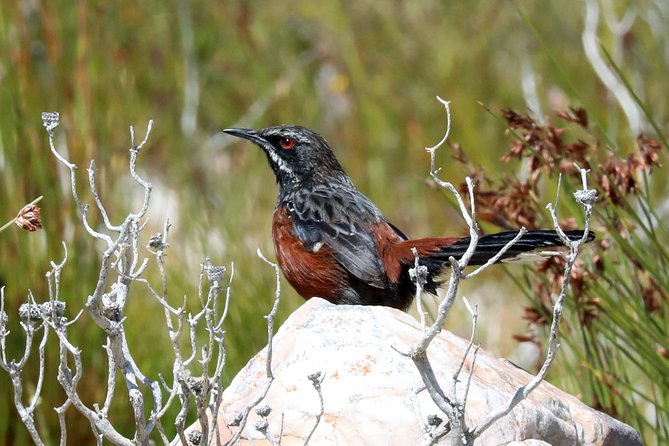 Birdwatching in Cape Town - Lunch is separate, so plan for the midday break