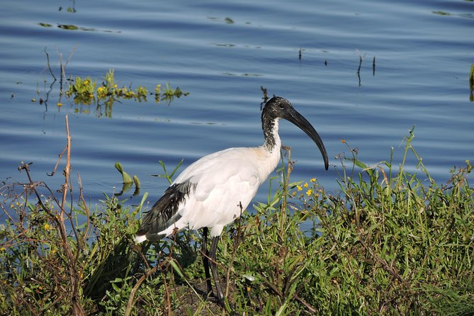 Birdwatching in Cape Town - Strandfontein Sewage Works and its high species count