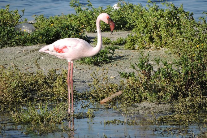 Birdwatching in Cape Town - Alfie’s role makes the day more than a ride between stops