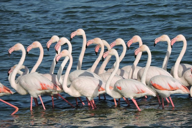 Birdwatching in Cape Town - What is included for the $115.43 price