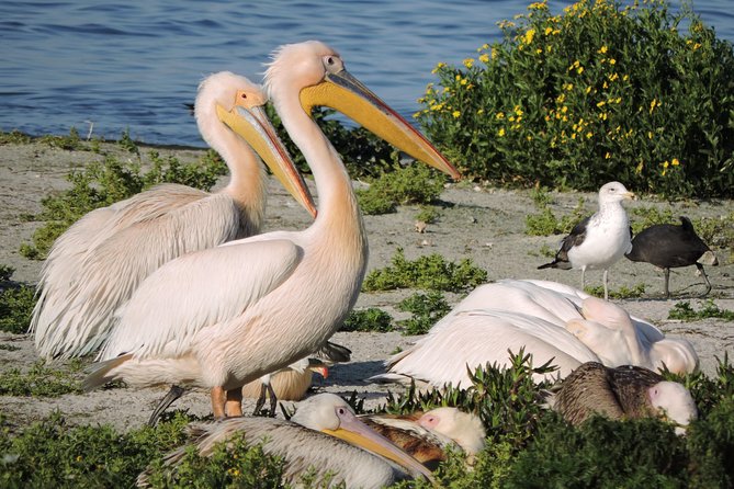 Birdwatching in Cape Town - Weather, timing, and the practical side of the day
