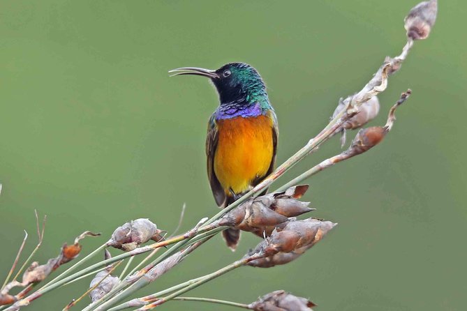 Birdwatching in Cape Town - What makes the Kirstenbosch bird list special