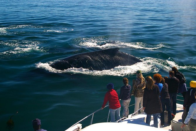 Boat Based Whale Watching from Hermanus - The briefing before you reach the water