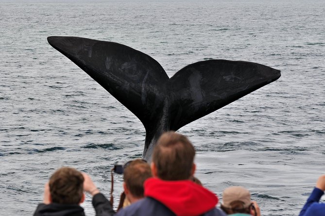 Boat Based Whale Watching from Hermanus - Searching for whales, dolphins, and seals