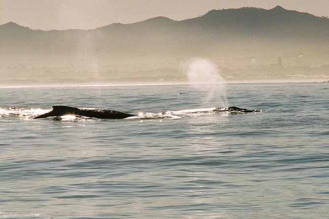 Boat Based Whale Watching from Hermanus - What the guide adds to a long day