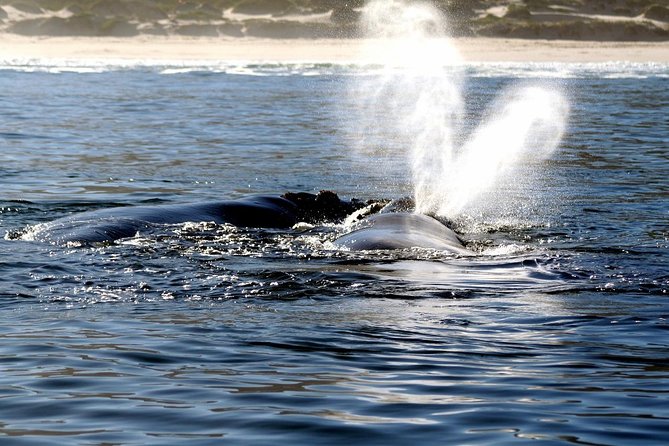 Boat Based Whale Watching from Hermanus - The parts that may disappoint you