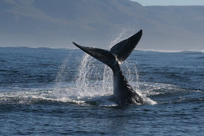 Boat Based Whale Watching from Hermanus - Who will get the most from this outing