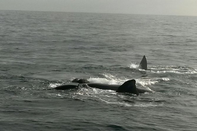 Boat Based Whale Watching from Hermanus - How good is the value at $91.45?