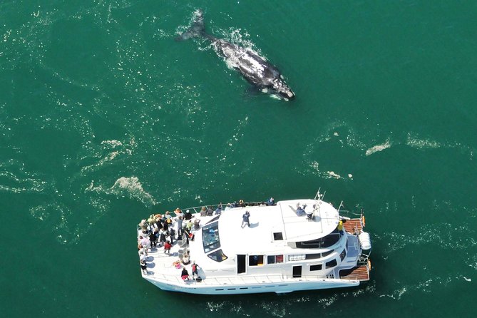Boat Based Whale Watching from Hermanus - Boarding the catamaran at Hermanus New Harbour