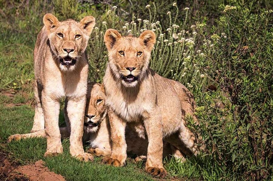 Botlierskop Private Game Reserve: 3.5-Hour Sunset Game Drive - The animal search across 26 species