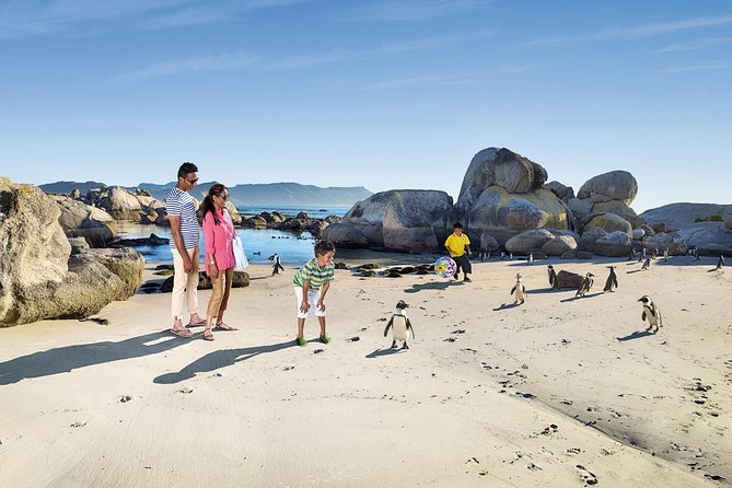 Boulders Beach Cape Town: Swimming With Penguin & Close Encounter Half Day Tour - What the Boulders Beach tour is really selling