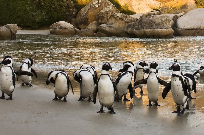 Boulders Beach Cape Town: Swimming With Penguin & Close Encounter Half Day Tour - Boulders Beach: two different penguin experiences