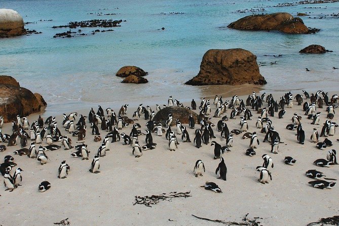 Boulders Beach Cape Town: Swimming With Penguin & Close Encounter Half Day Tour - St. James Beach and the colourful changing huts