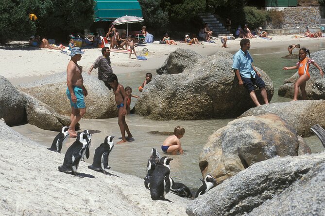 Boulders Beach Cape Town: Swimming With Penguin & Close Encounter Half Day Tour - A private start through Cape Town