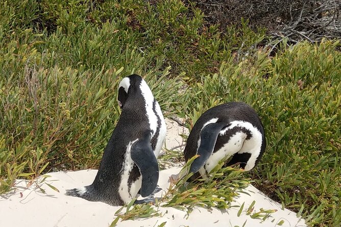 Boulders Beach Penguins and Seal Island Boat Trip Half Day Tour - The guides can make or break the morning