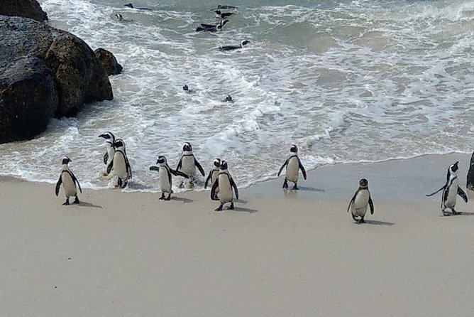 Boulders Beach Penguins and Seal Island Boat Trip Half Day Tour - What the $75 price really includes