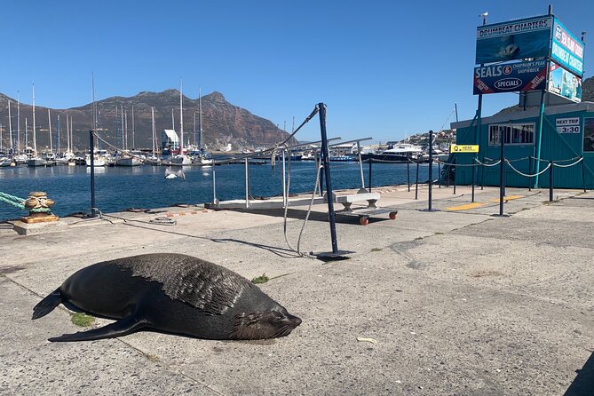 Boulders Beach Penguins and Seal Island Boat Trip Half Day Tour - Timing, pickup, and what to expect