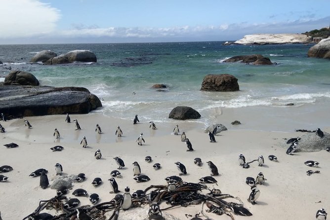 Boulders Beach Penguins and Seal Island Boat Trip Half Day Tour - Who will get the most from this experience