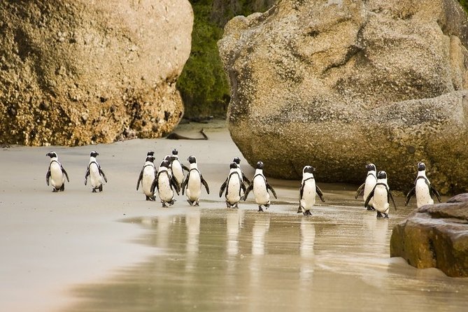 Boulders Beach Penguins Half Day Tour - Why this half-day route works in Cape Town