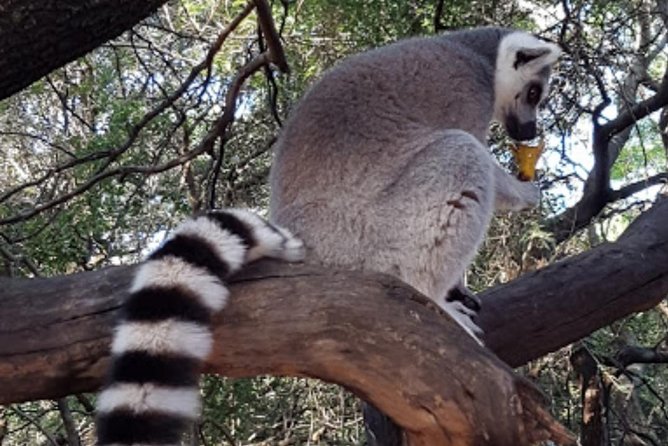 Bush Babies & Monkey Sanctuary and Elephants walk Private - Key points to know before booking