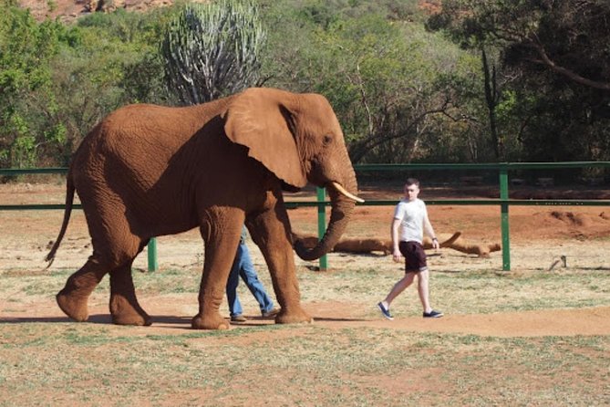 Bush Babies & Monkey Sanctuary and Elephants walk Private - The elephant presentation and walk