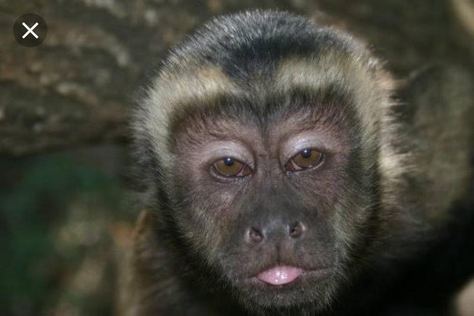 Bush Babies & Monkey Sanctuary and Elephants walk Private - What happens with the bush babies?