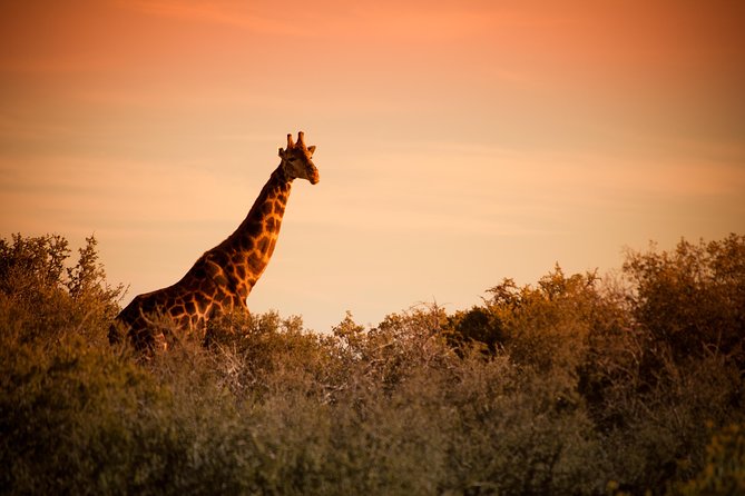 Bush Safari - Why this safari works well near Oudtshoorn