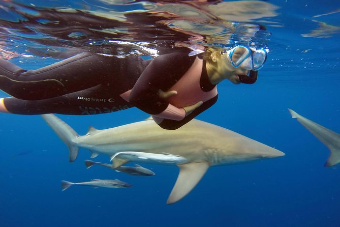 Caged and Cageless Shark Snorkelling on Durban's Aliwal Shoal - Key points to know before you book