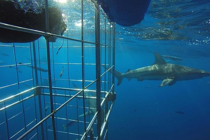 Caged and Cageless Shark Snorkelling on Durban's Aliwal Shoal - The early start at Shark Cage Diving KZN