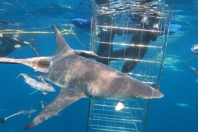 Caged and Cageless Shark Snorkelling on Durban's Aliwal Shoal - What it feels like to snorkel with blacktips