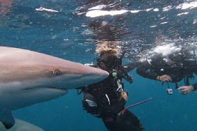 Caged and Cageless Shark Snorkelling on Durban's Aliwal Shoal - What the small group adds to the experience