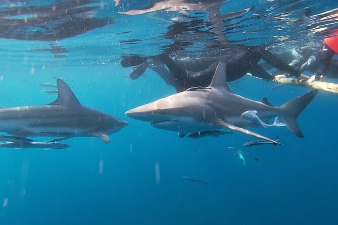 Caged and Cageless Shark Snorkelling on Durban's Aliwal Shoal - The eight-minute run to the shoal