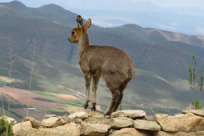 Cango Caves,Swartberg Pass,Prince Albert & Meiringspoort Daytrip