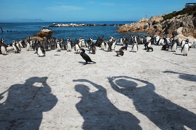 Cape Agulhas Full Day Private Tour from Cape Town - What the $216.80 price really buys