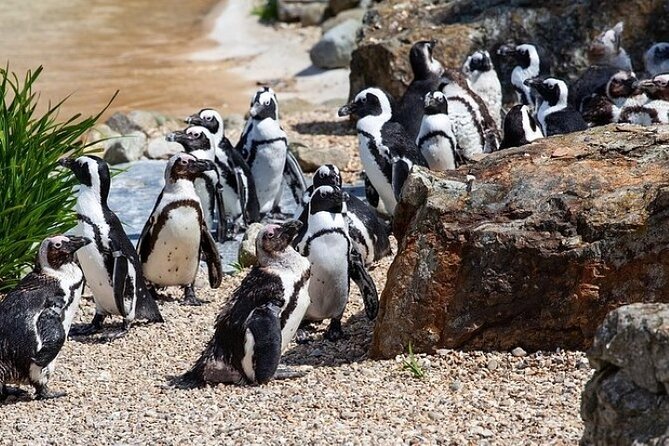 Cape Agulhas Full Day Private Tour - The Cape Town pickup and the long road south