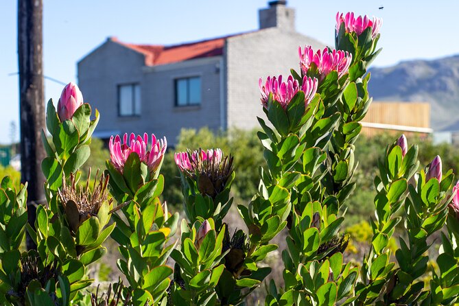 Cape Agulhas Full Day tour - Hermanus, whales, and your lunch break