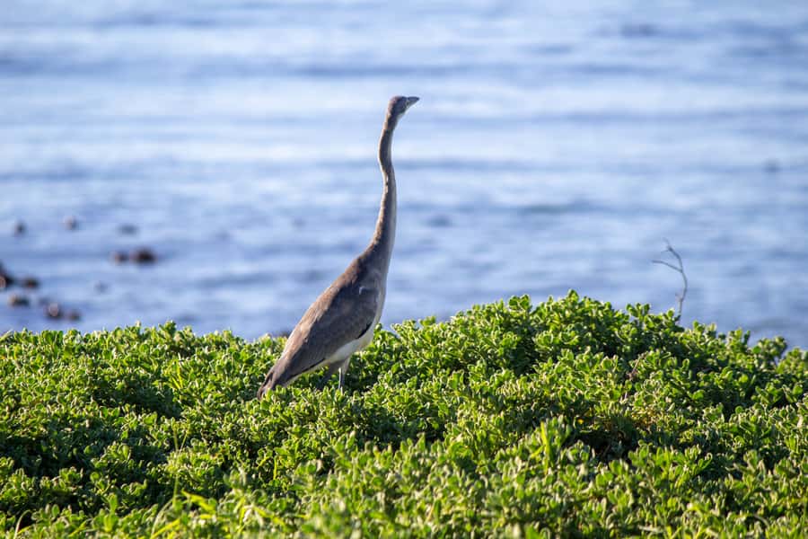 Cape Agulhas, Hermanus & Stoney point Penguins full Day Tour - Cape Agulhas and the meeting of two oceans