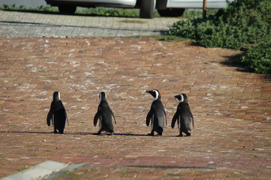 Cape Agulhas, Hermanus & Stoney point Penguins full Day Tour - Guides, private groups, and accessibility