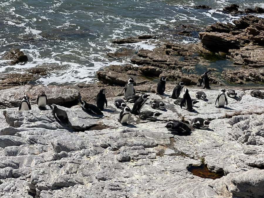 Cape Agulhas, Hermanus whales & Wine Tasting Day Trip - Key points to know before booking