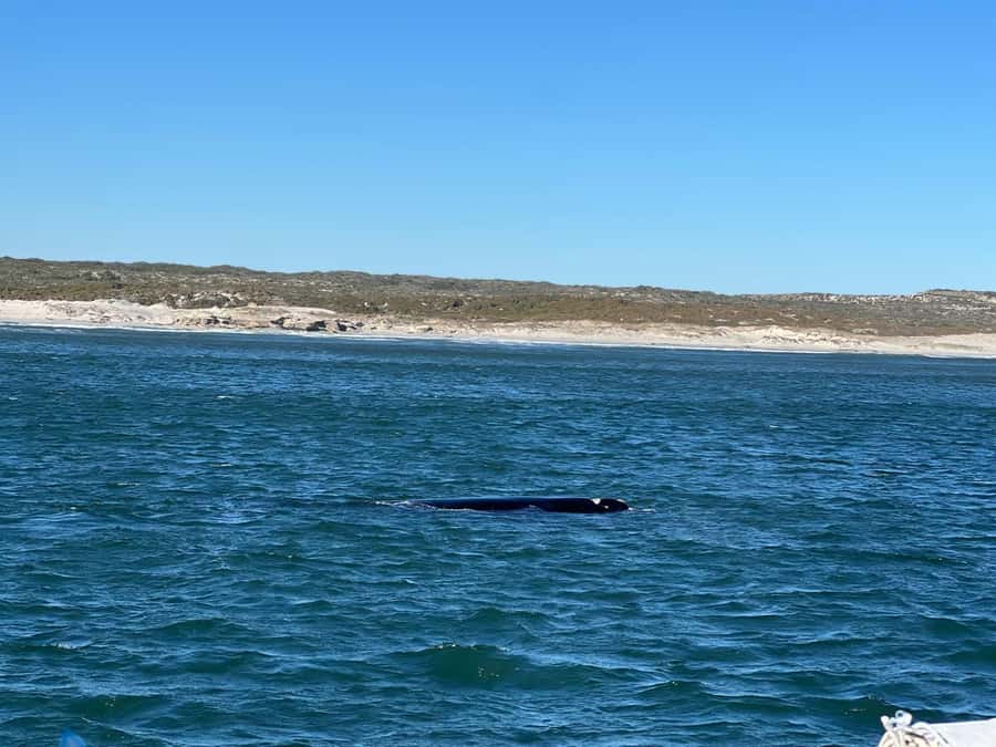Cape Agulhas, Hermanus whales & Wine Tasting Day Trip - Why this day trip covers so much ground