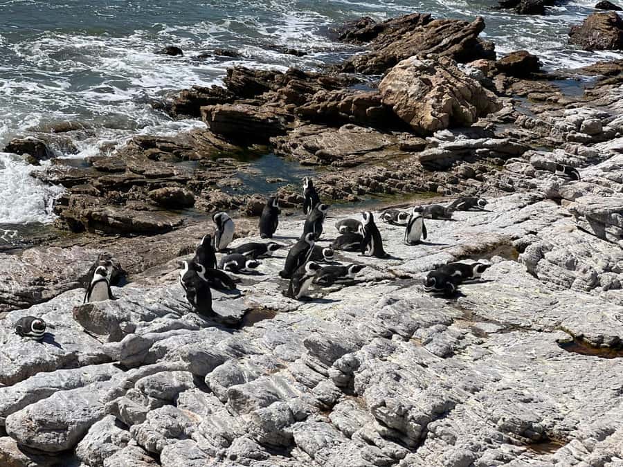 Cape Agulhas, Hermanus whales & Wine Tasting Day Trip - Cape Agulhas, where two oceans meet