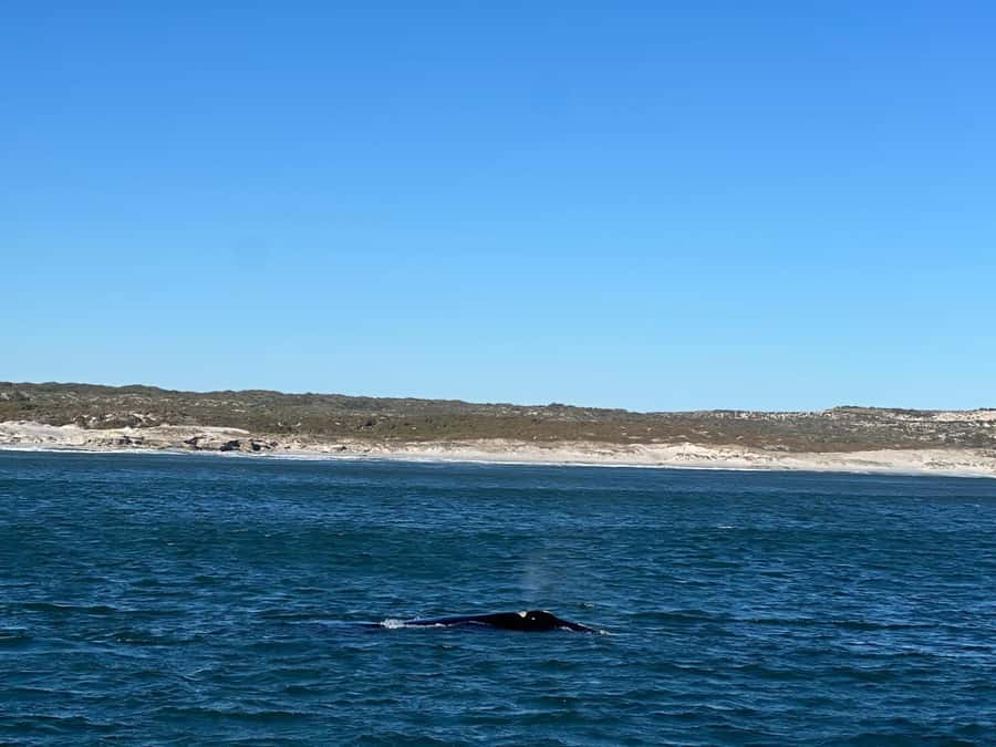 Cape Agulhas, Hermanus whales & Wine Tasting Day Trip - Stellenbosch wine tasting and the final return