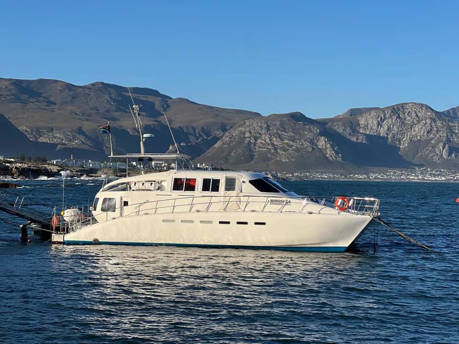Cape Agulhas, Hermanus whales & Wine Tasting Day Trip - The real value of $264 per person