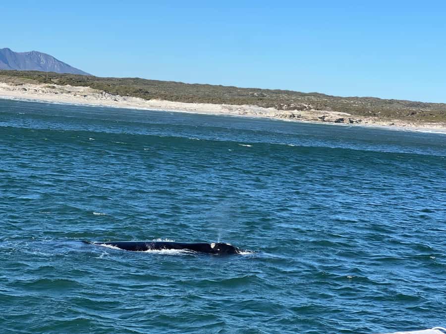 Cape Agulhas, Hermanus whales & Wine Tasting Day Trip - Cape Town departure and the view toward Khayelitsha