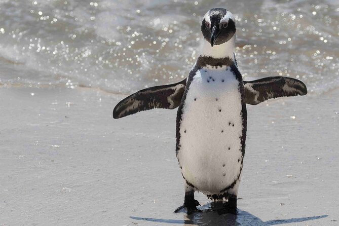 Cape of Good Hope and Boulders Beach Group Tour in Cape Town - Hout Bay adds a choice, not a compulsory extra