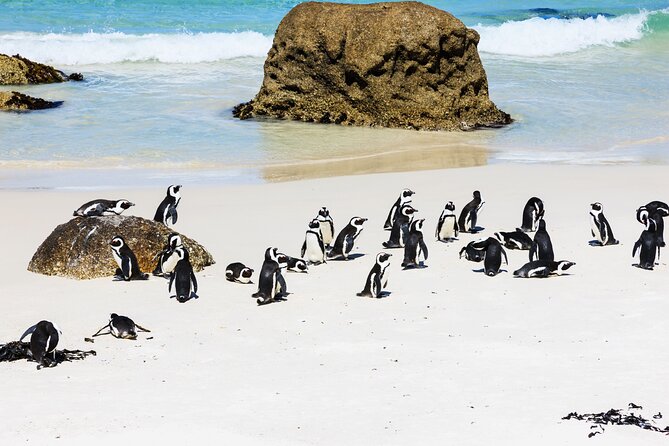 Cape of Good Hope and Boulders Beach Group Tour in Cape Town - Cape Point offers the lighthouse choice