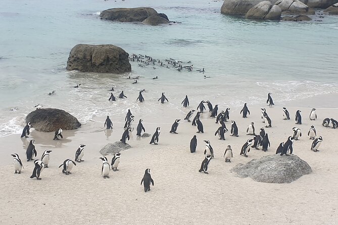 Cape of Good Hope and Cape Winelands Day Tour from Cape Town - Cape Point offers wildlife, plants, and a famous sign