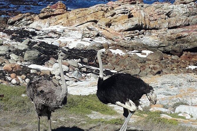 Cape of Good Hope and Cape Winelands Day Tour from Cape Town - Stellenbosch changes the mood completely