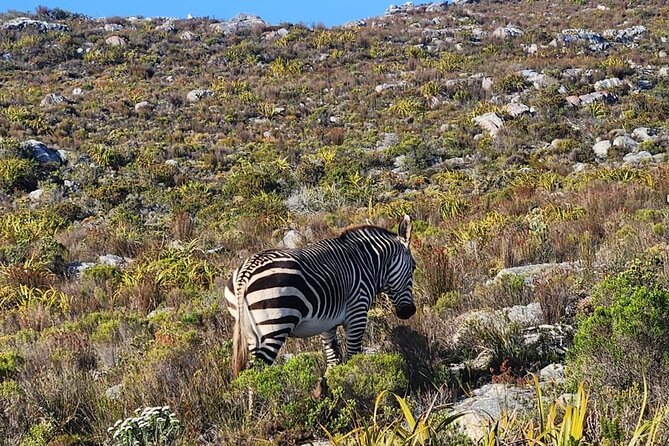 Cape of Good Hope and Penguin Beach Tour in Cape Town - What this Cape Peninsula tour is really offering